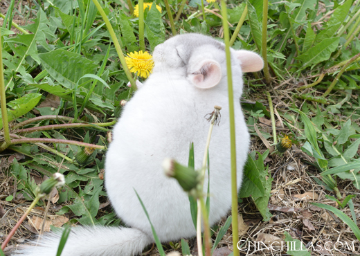 Feature Image for Dandelions - a Natural Chinchilla Treat